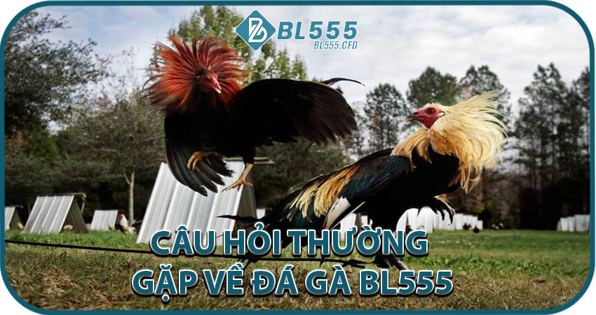 Câu Hỏi Thường Gặp Về Đá Gà BL555
