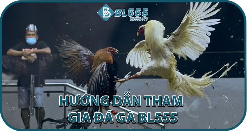Hướng Dẫn Tham Gia Đá Gà BL555 Cho Người Mới