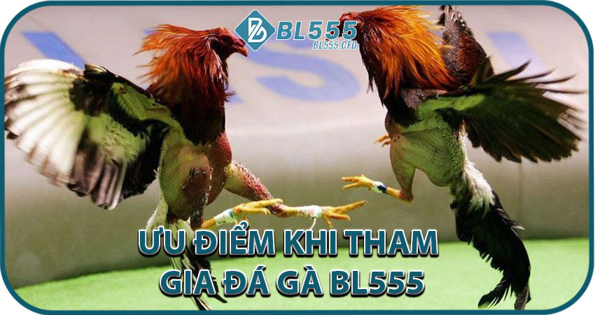 Ưu Điểm Khi Tham Gia Đá Gà BL555